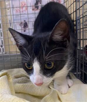 A1123892 -  Domestic Short Hair Cat for Adoption in Fort Myers, Florida - A1123892 | PetCurious