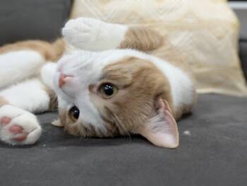 Rescue Domestic Short Hair Cats for Adoption in Bloomfield, New Jersey - Sausage | PetCurious