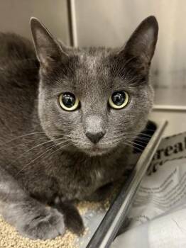 Domestic Short Hair Cats Available for Adoption in Wichita, Kansas - Ahsoka | PetCurious