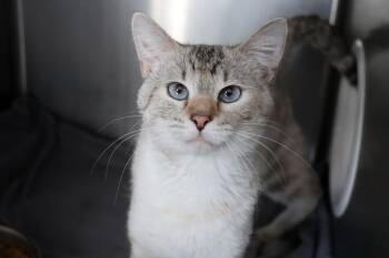 Domestic Short Hair Cats Available for Adoption - Spork | PetCurious