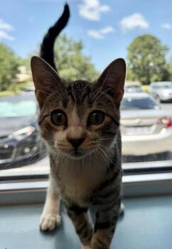 Fishstix26 -  Domestic Short Hair Cat for Adoption in Youngsville, North Carolina - Fishstix26 | PetCurious