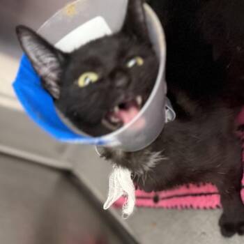 Domestic Short Hair Cats Available for Adoption in Pittsburgh, Pennsylvania - Shrimplet | PetCurious