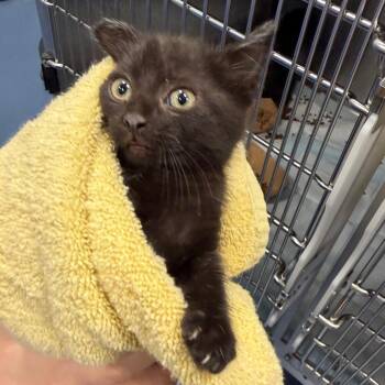 Wahlburgers -  Domestic Short Hair Cat for Adoption in Greensboro, North Carolina - Wahlburgers | PetCurious