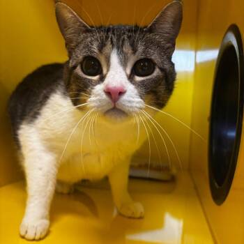 Patches -  Domestic Short Hair Cat for Adoption in Abilene, Texas - Patches | PetCurious
