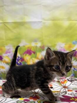 Domestic Short Hair Cats Available for Adoption in San Antonio, Texas - Darwin | PetCurious