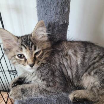 Hecate Knight -  Domestic Medium Hair Cat for Adoption in Eagle Mountain, Utah - Hecate Knight | PetCurious