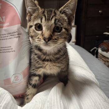 Rescue Manx Cats for Adoption in Lawrenceville, Georgia - Phil | PetCurious