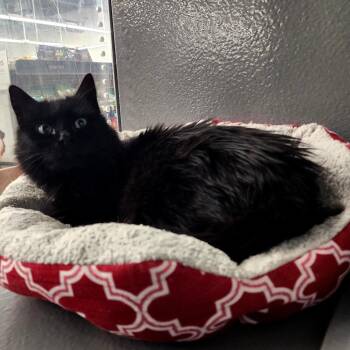 Domestic Long Hair Cats Available for Adoption in Grantsville, Utah - Midnight | PetCurious