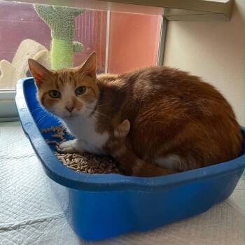 Herschel -  Domestic Short Hair Cat Available for Adoption in Ontario, Ohio - Herschel | PetCurious