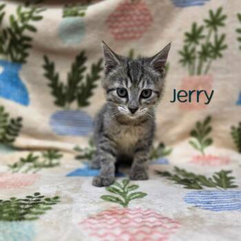 Jerry -  Domestic Short Hair Cat for Adoption in Parkersburg, West Virginia - Jerry | PetCurious