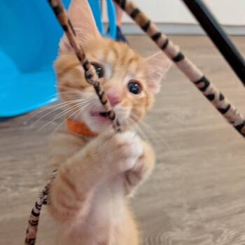 Ash 3 -  Domestic Short Hair Cat for Adoption in Cumming, Georgia - Ash 3 | PetCurious