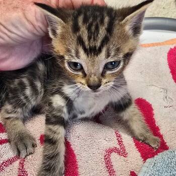 Rescue Domestic Short Hair Cats for Adoption in Madisonville, Tennessee - Leo | PetCurious