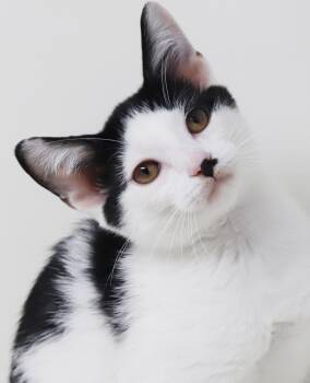 Charlie is a smushy cuddly love muffin - OLD ENOUGH TO GO SOLO -  Tuxedo and Turkish Van Cat for Adoption in Bedford Hills, New York - Charlie Is A Smushy Cuddly Love Muffin - OLD ENOUGH TO GO SOLO | PetCurious