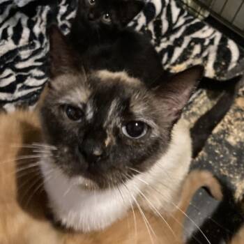 Thais -  Domestic Short Hair Cat for Adoption in Bismarck, North Dakota - Thais | PetCurious
