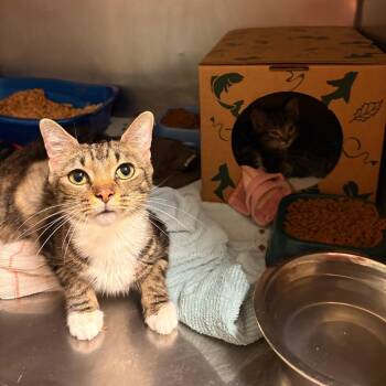 Nebula -  Domestic Short Hair Cat for Adoption in Bristol, Indiana - Nebula | PetCurious