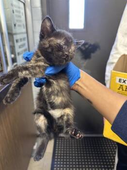 Rescue Domestic Short Hair Cats for Adoption in Stockton, California - MILLIE | PetCurious