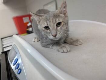TREK -  Domestic Short Hair Cat for Adoption in Antioch, California - TREK | PetCurious