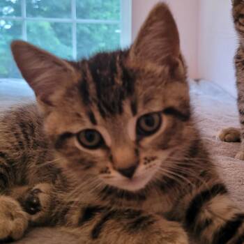 Flowers -  Domestic Short Hair Cat for Adoption in Edwardsville, Illinois - Flowers | PetCurious