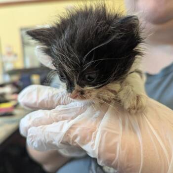 Test Tube -  Domestic Medium Hair Cat for Adoption in Lynchburg, Virginia - Test Tube | PetCurious