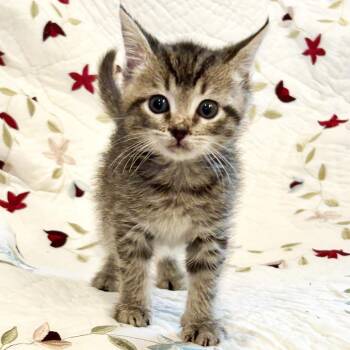 Navy -  Domestic Short Hair Cat for Adoption in Mt. Juliet, Tennessee - Navy | PetCurious