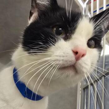 Gorgonzola -  Domestic Short Hair Cat for Adoption in Fairport, New York - Gorgonzola | PetCurious