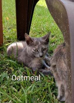 Rescue Domestic Short Hair Cats for Adoption in Darien, Georgia - Oatmeal | PetCurious