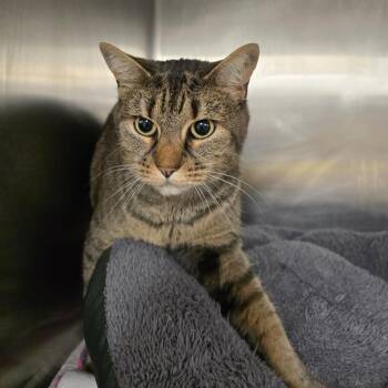 Domestic Short Hair Cats Available for Adoption - Namena | PetCurious