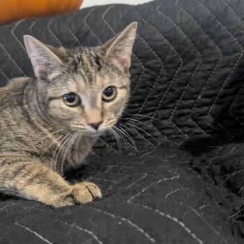 Sylvie -  Domestic Short Hair Cat for Adoption in Carmel, Indiana - Sylvie | PetCurious