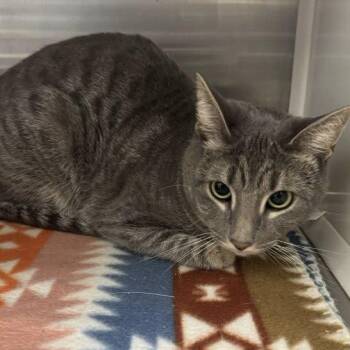 Domestic Short Hair Cats Available for Adoption in Hilton Head Island, South Carolina - Mia | PetCurious
