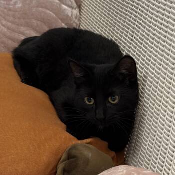 Hornet -  Domestic Short Hair Cat for Adoption in Slidell, Louisiana - Hornet | PetCurious