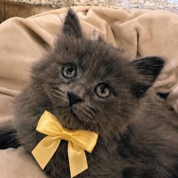 Ember -  Domestic Long Hair Cat for Adoption in Concord, North Carolina - Ember | PetCurious