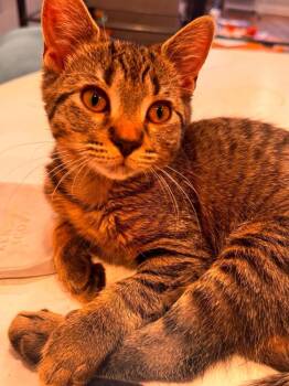 Thumbelina -  Domestic Short Hair Cat for Adoption in Chicago, Illinois - Thumbelina | PetCurious