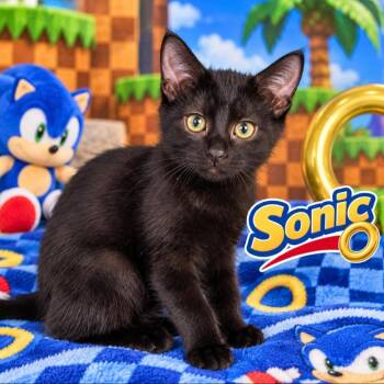 Sonic -  Domestic Short Hair Cat for Adoption in Quincy, Ohio - Sonic | PetCurious