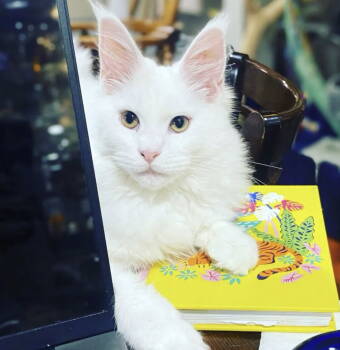 Rescue Maine Coon Cats for Adoption in Absecon, New Jersey - Ewyn Courtesy Post | PetCurious