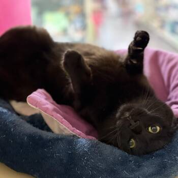 Birch -  Domestic Short Hair Cat for Adoption in Cortland, New York - Birch | PetCurious