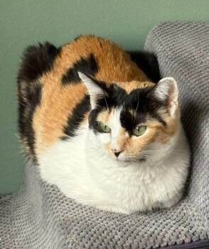 Domestic Short Hair Cats Available for Adoption in Toronto, Ontario - Daisy | PetCurious