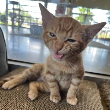 Bryce -  Domestic Short Hair Cat for Adoption in Leander, Texas - Bryce | PetCurious
