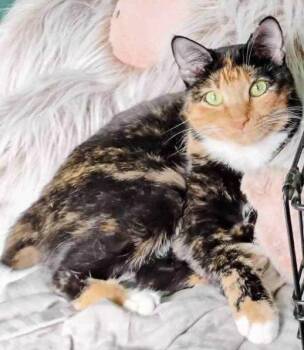 Buttercup & Jet -  Japanese Bobtail Cat for Adoption in Bow, Washington - Buttercup & Jet | PetCurious