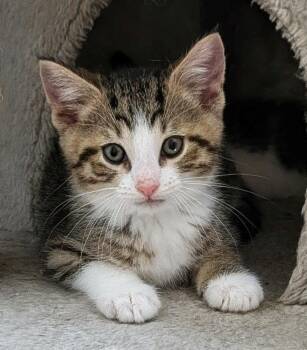 Tabby Cats Available for Adoption - Bumper SP | PetCurious