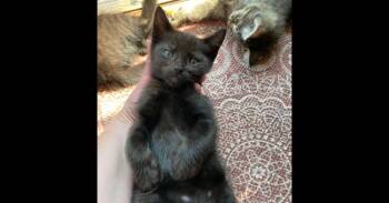 Domestic Short Hair Cats Available for Adoption in Virginia Beach, Virginia - Keanu | PetCurious