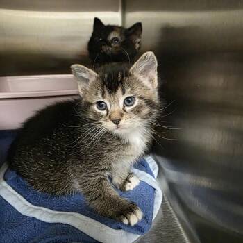 Sammi -  Domestic Short Hair Cat for Adoption in Keizer, Oregon - Sammi | PetCurious