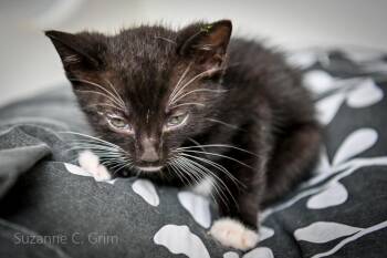 August -  Domestic Short Hair Cat Available for Adoption in Elmwood, Louisiana - August | PetCurious