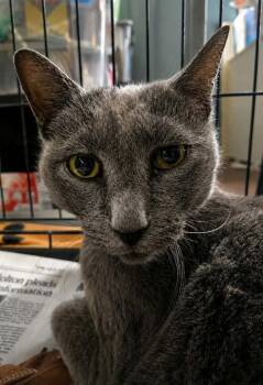 Theodore -  Russian Blue Cat for Adoption in El Dorado, Arkansas - Theodore | PetCurious