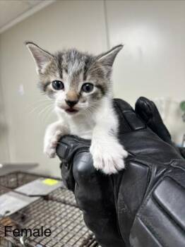 Palm -  Domestic Short Hair Cat for Adoption in Conway, Arkansas - Palm | PetCurious