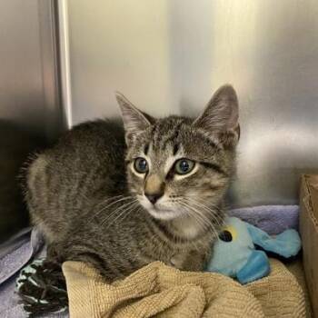 Ontario -  Domestic Short Hair Cat for Adoption in Richmond, Virginia - Ontario | PetCurious