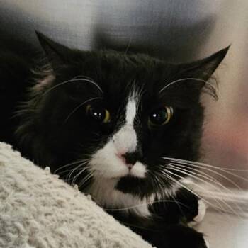 Domestic Short Hair Cats Available for Adoption in Schenectady, New York - Jackpot | PetCurious
