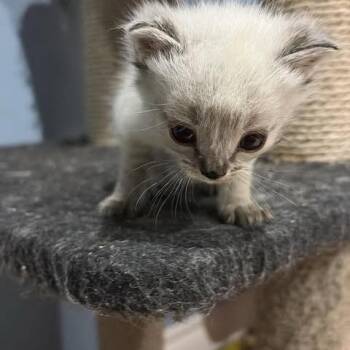 Mochi -  Domestic Short Hair Cat for Adoption in Calgary, Alberta - Mochi | PetCurious