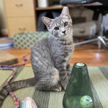 Spike -  Domestic Short Hair Cat for Adoption in Seven Valleys, Pennsylvania - Spike | PetCurious