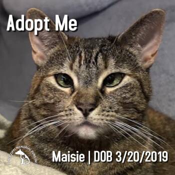 Maisie -  Tabby and Domestic Short Hair Cat for Adoption in Hermosa Beach, California - Maisie | PetCurious