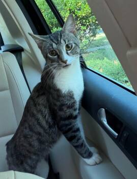 Spark -  Domestic Short Hair Cat for Adoption in Newnan, Georgia - Spark | PetCurious